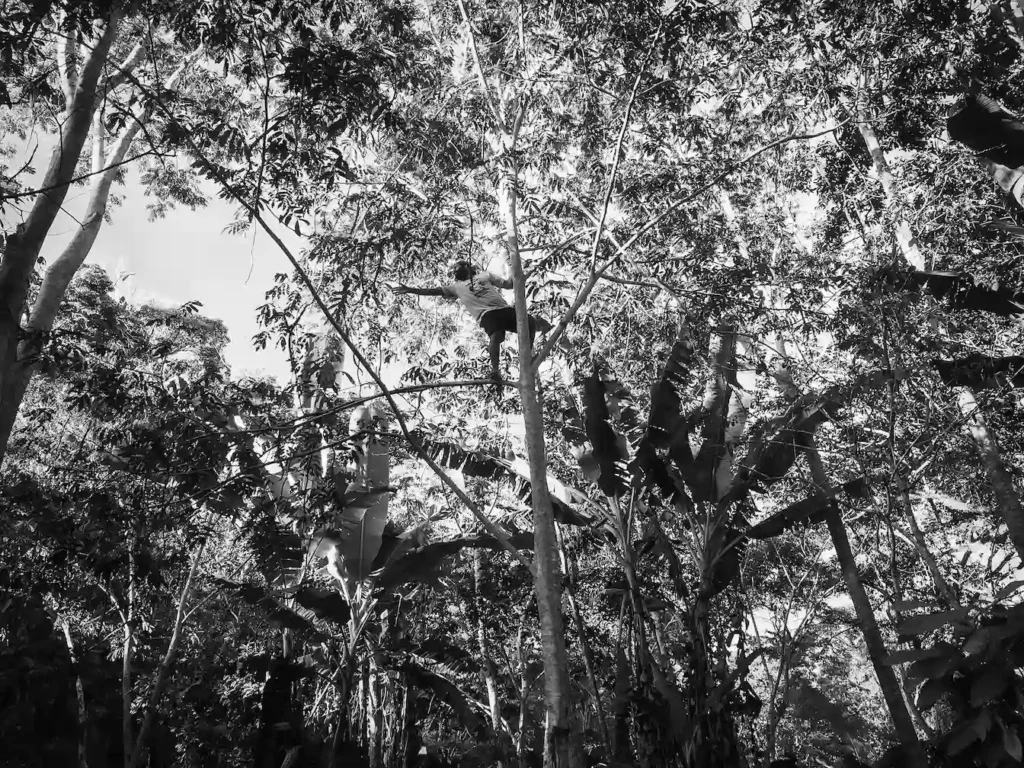 climbing trees