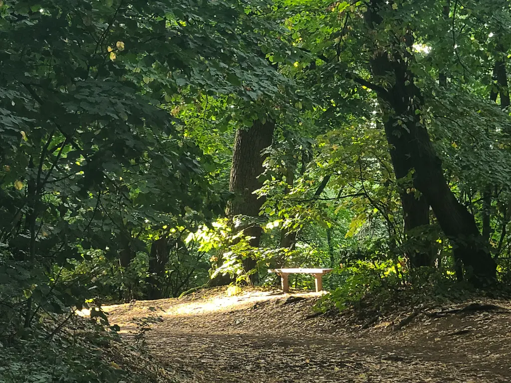 bench in a forest