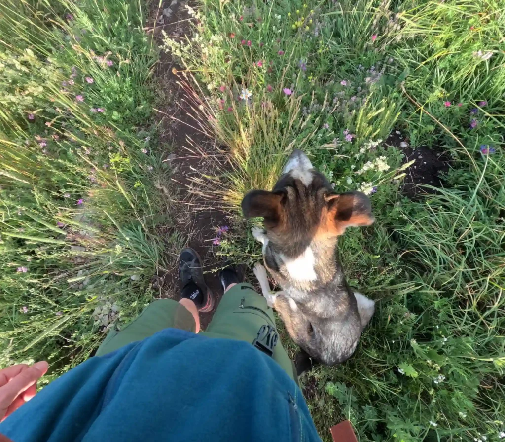 Dog on Rtanj