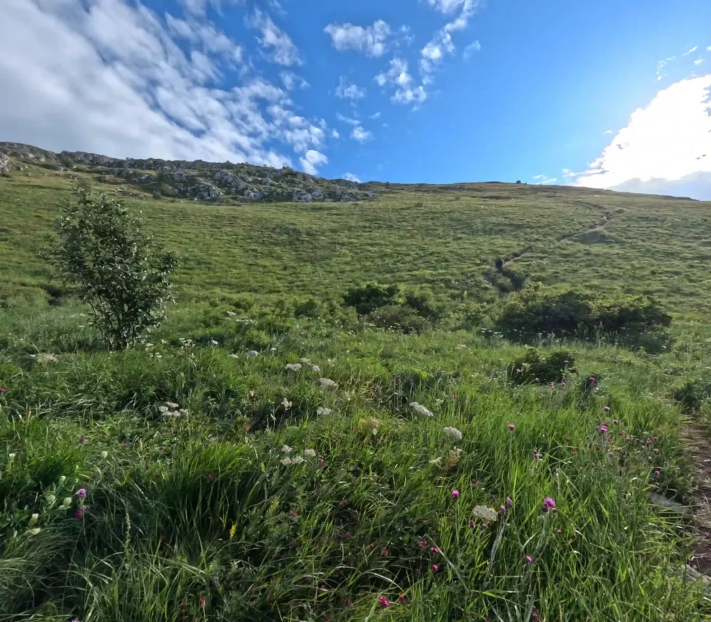 rtanj above tree line